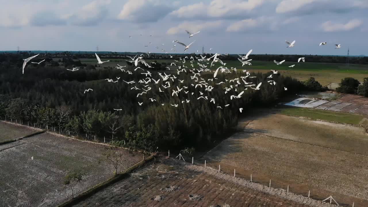 Aerial View Of Flock Of Birds Flying Past Over Rural Farmland In Chennai, India. Follow Shot