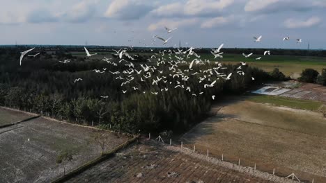 aerial view of flock of birds flying past over rural farmland in chennai, india. follow shot