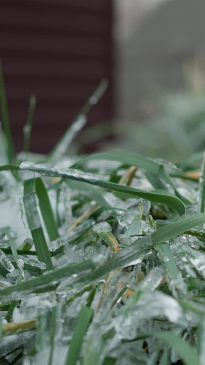 primer plano de hojas de hierba heladas cubiertas de una gruesa capa de hielo y nieve durante el invierno, mostrando intrincados detalles y texturas congeladas, en un telón de fondo urbano borroso