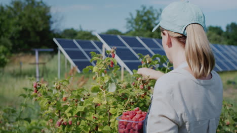 Mujer-Agricultora-Cosechando-Frambuesas,-Planta-De-Energía-Solar-En-El-Fondo.-Vista-Trasera