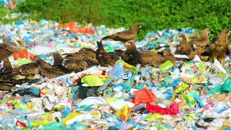 grupo de águilas sentadas en la basura en busca de comida