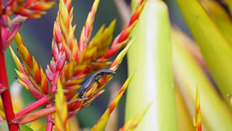 El-Lagarto-Negro-Hawaiano-Sube-A-Una-Flor-Roja-Brillante