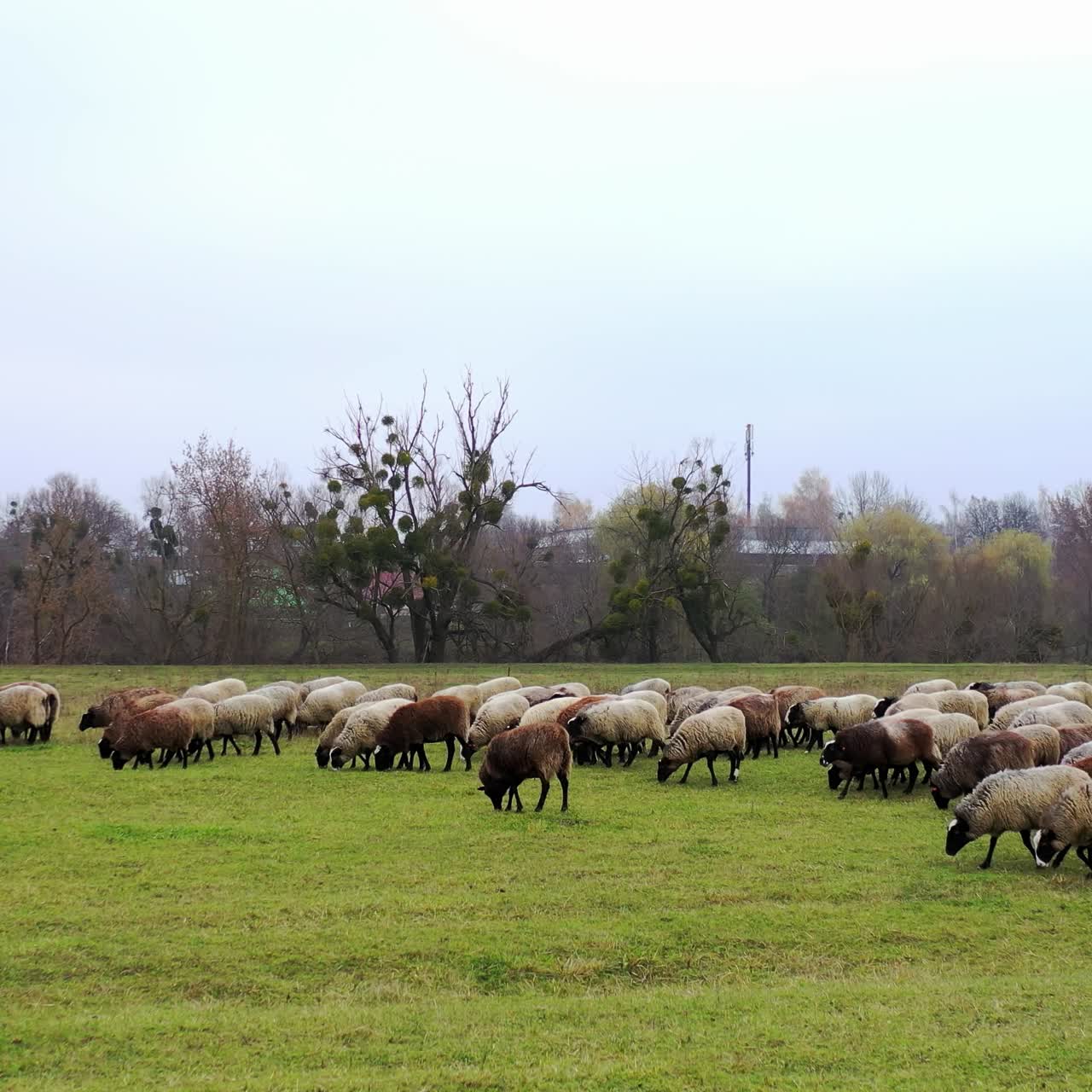 Pretty lambs graze in the meadow, eat grass and walk. Long-haired sheeps walk in a herd across the plain