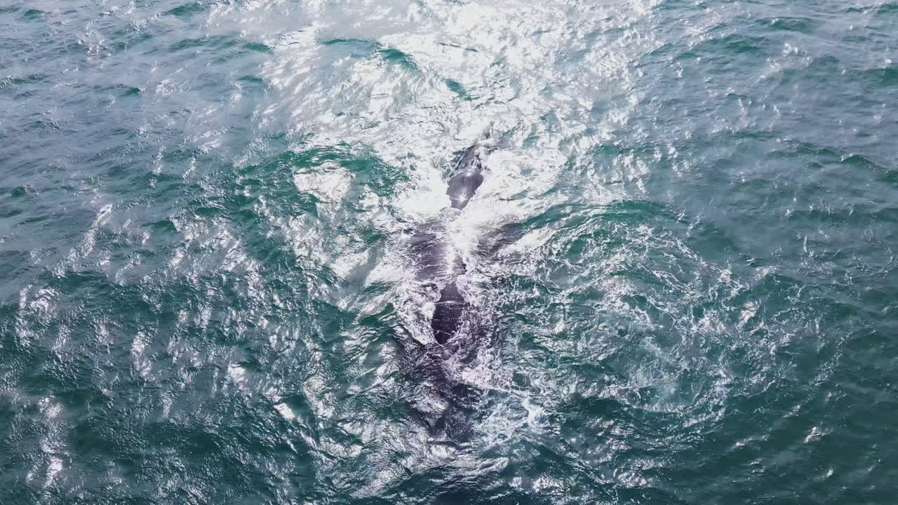 고래는 바다 표면의 밝은 눈부심, 송아지 lobtailing에서 분다