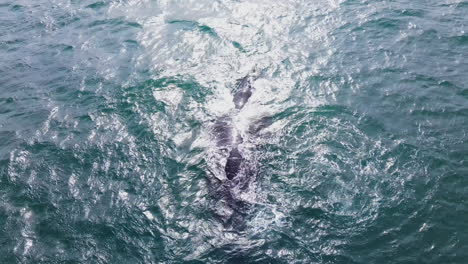 Right-whale-blows-in-bright-glare-of-ocean-surface,-calf-lobtailing