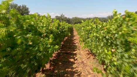 Vuelo-Lento-A-Través-De-Viñedos-En-Provenza-Francesa