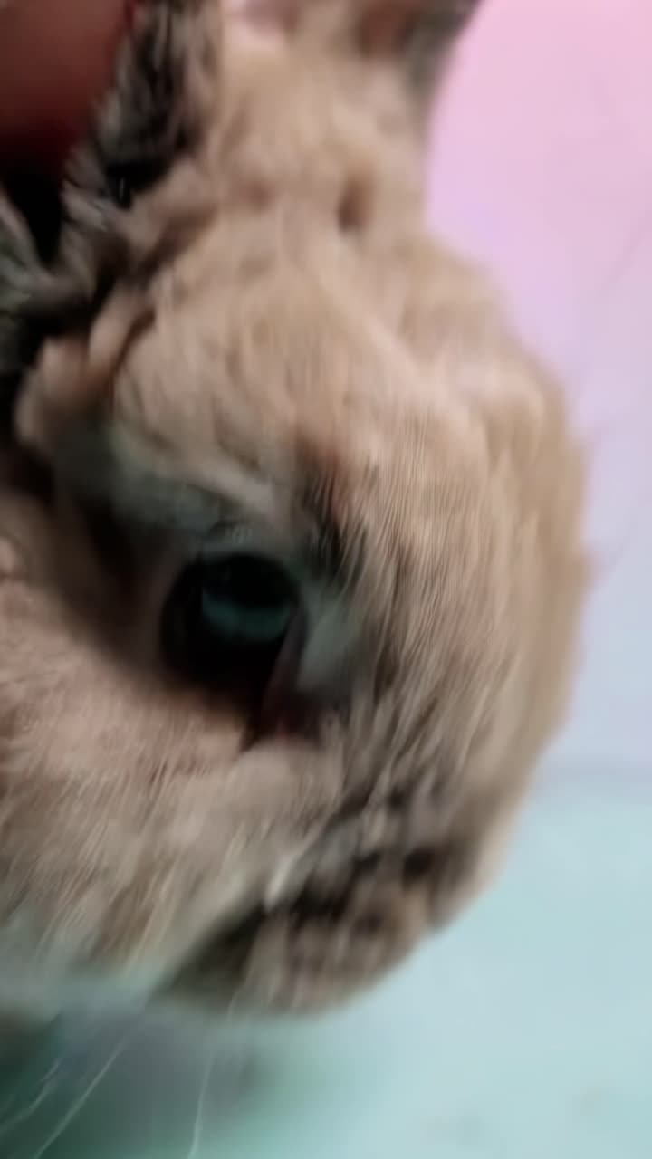 Close-up video of a fluffy rabbit's face, showcasing its eye and whiskers