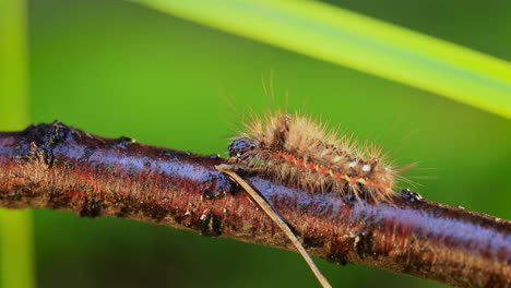 Yellow tail moth (Euproctis similis) caterpillar, goldtail or swan moth (Sphrageidus similis) is a caterpillar of the family Erebidae. Caterpillar crawls along a tree branch on a green background.
