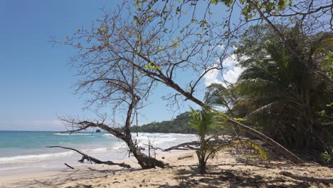 playa tropical en la isla de bastimentos con exuberante vegetación y olas bajo un cielo despejado y soleado