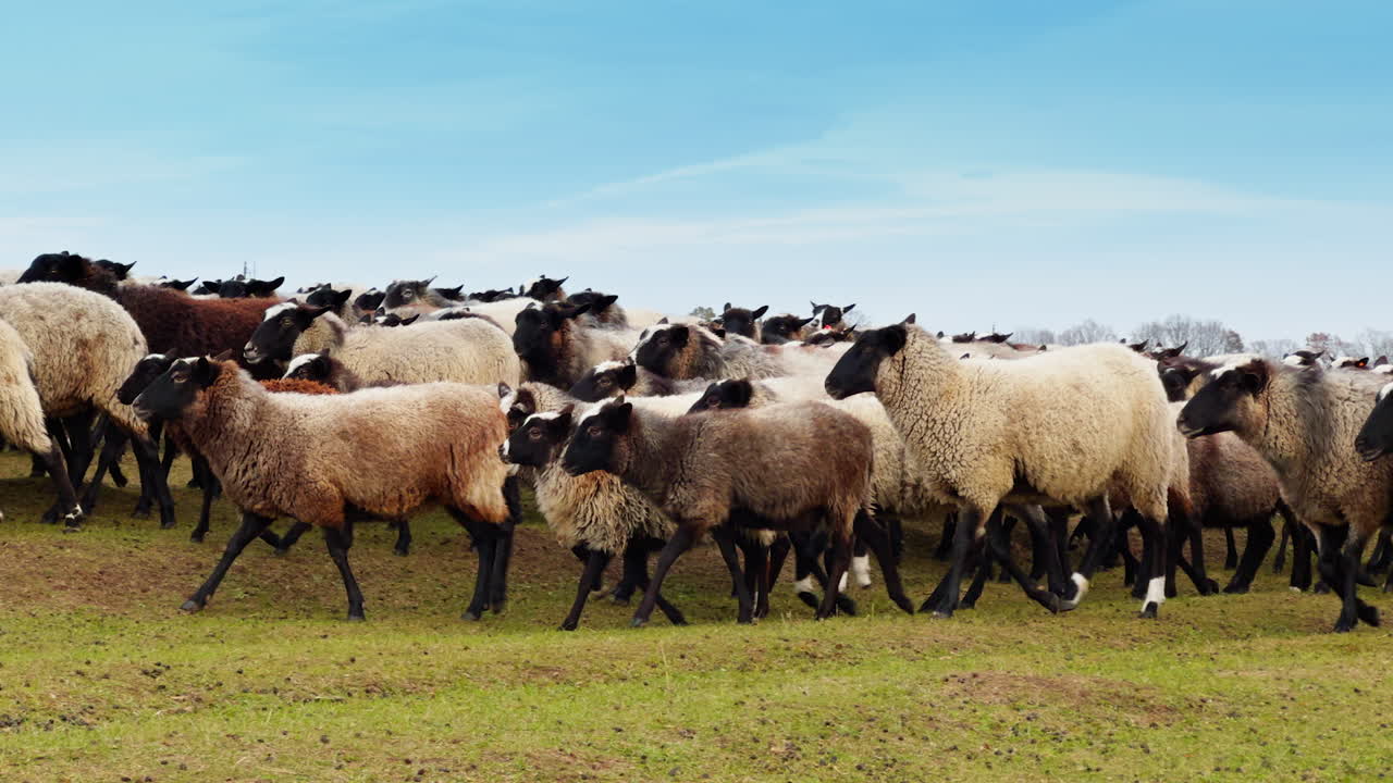 Sheep of different size and color in a big flock. Pasturing herd on daytime close up.