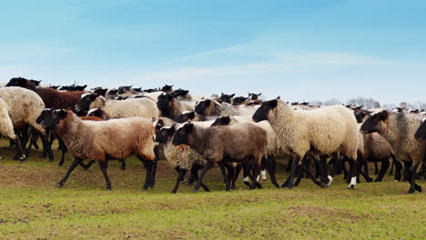 sheep of different size and color in a big flock. pasturing herd on daytime close up.