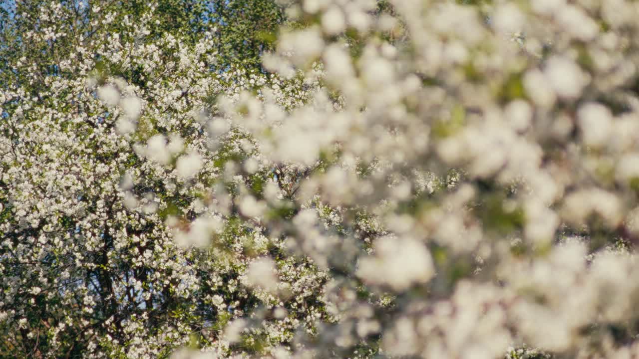 낮의 봄 풍경에서 여러 나무 위에 꽃이 피는 나무