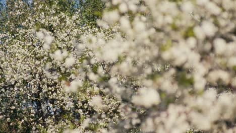 appe tree blossom over several trees in daytime spring landscape