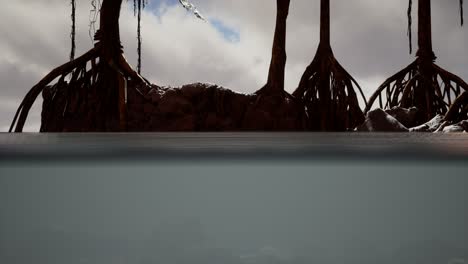 Above-and-below-the-sea-surface-near-mangrove-trees