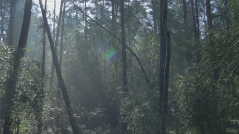 Morgennebel-Im-Alten-Wald