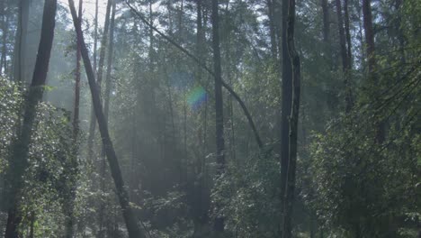 Morning-Fog-in-the-Old-Forest-1