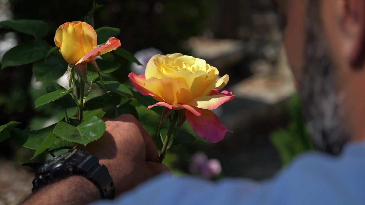 Close-up de uma linda rosa amarela e rosa, um homem sentado à frente segura a rosa e a está cortando