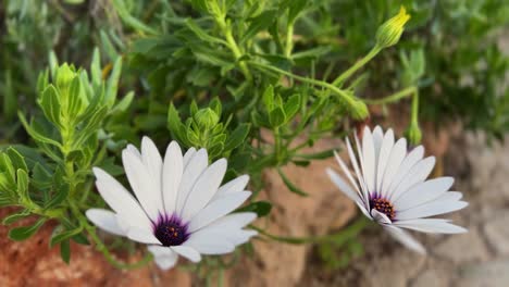 close-up of white flower in algarve.