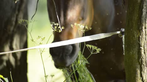 la hierba verde de hinojo con caballo marrón difuminado en el fondo comiendo hierba