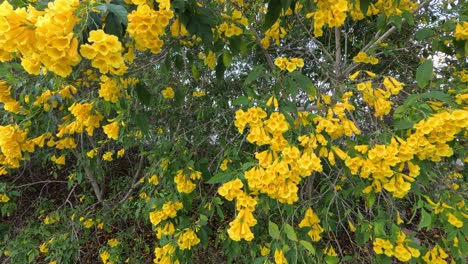 vibrant yellow flowers swaying gently in breeze.