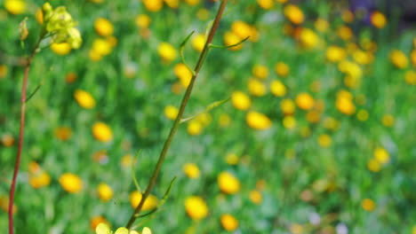 Wildblume-Auf-Einem-Feld,-Das-Im-Wind-Weht,-60-Fps