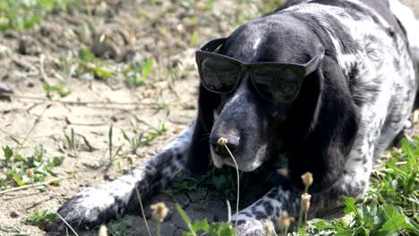 a hunting dog lies on the ground in sunglasses