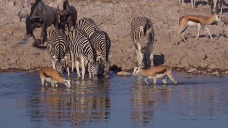 zebras wildebeest and sprinkbok antelope drink from a watering hole at etosha national park namibia africa