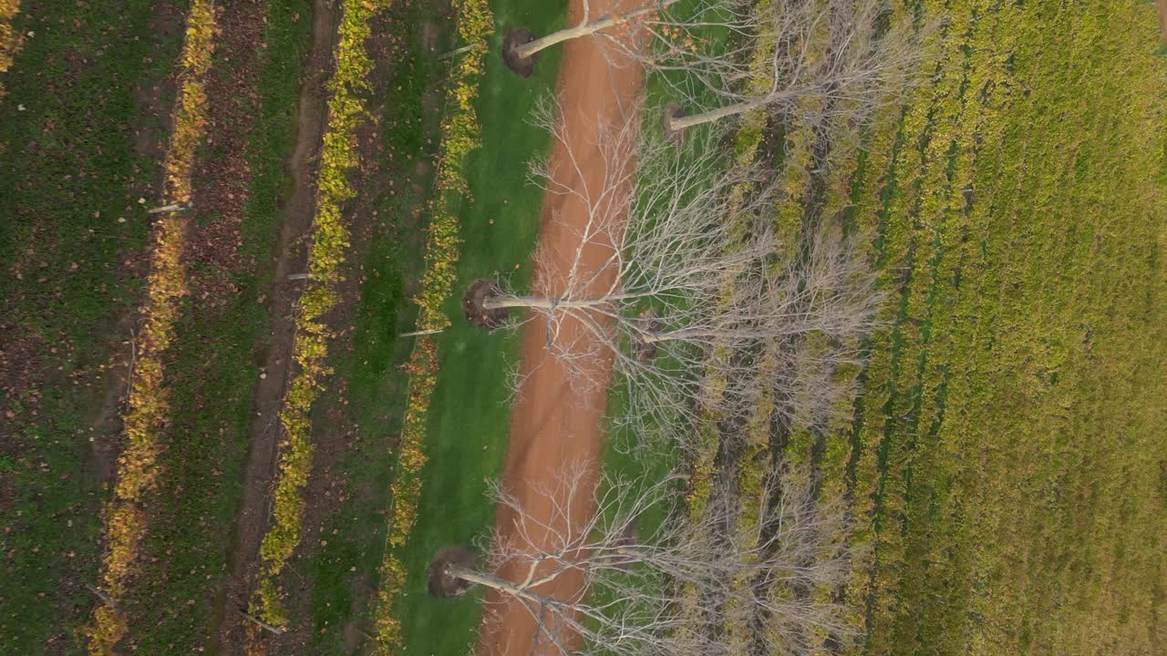 4k 30 fps vista vertical de filas de uvas en el viñedo en australia occidental vinificación