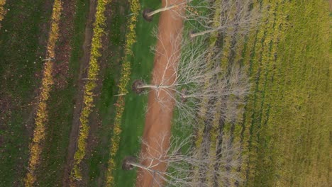 4k-30-Fps-Vertikale-Ansicht-Von-Weintraubenreihen-Auf-Einem-Weinberg-In-Der-Weinherstellung-Im-Westen-Australiens