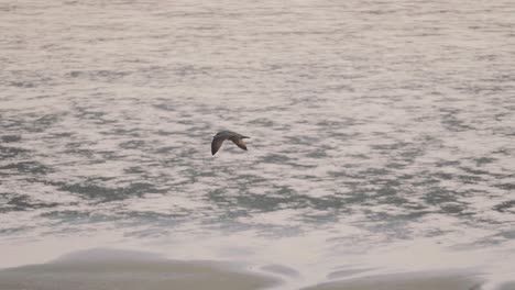 common see gull flying in slow motion, silhouetted against shallow coastal water