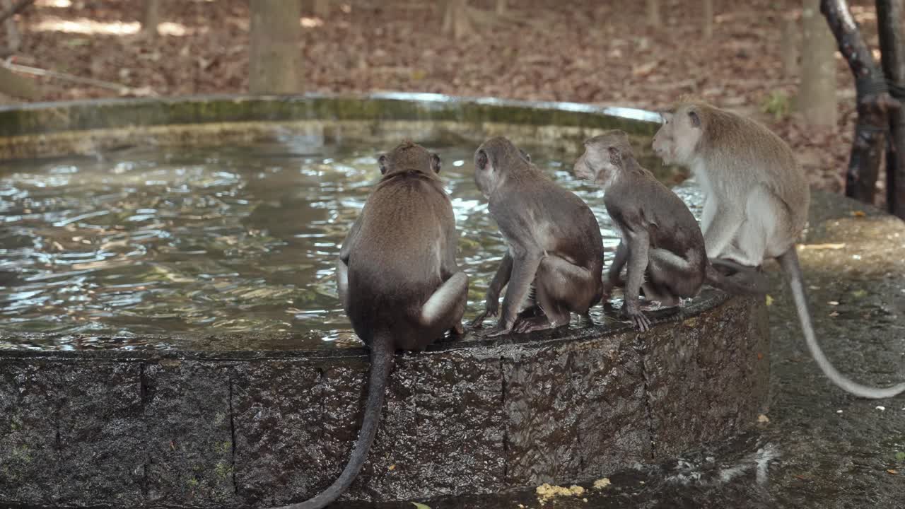 4k cinematográfico: monos tomando un baño - un momento raro y lúdico de la vida silvestre (1)