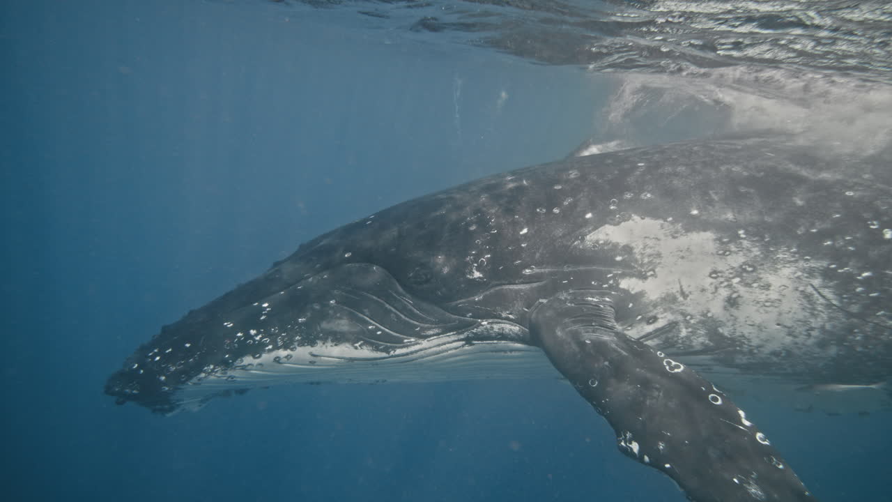 Humpback whale turns head down into deep blue waters descending from surface