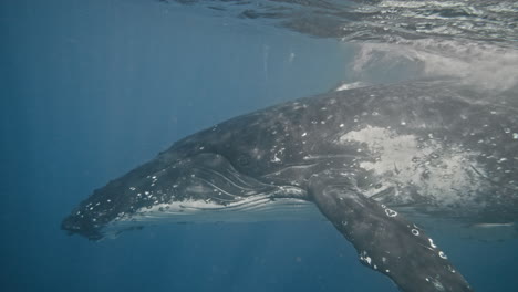 humpback whale turns head down into deep blue waters descending from surface