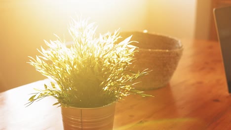 sunlit indoor plant and woven basket decor