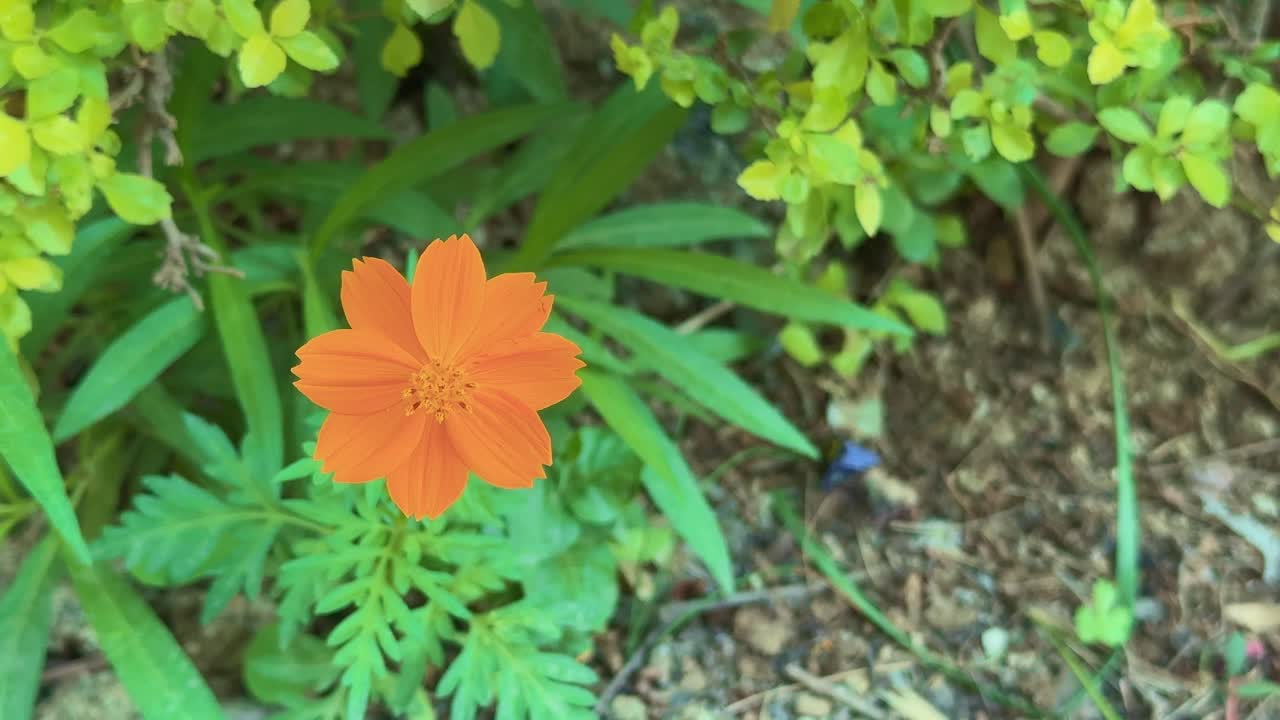 closeup static shot of flowerhead of Orange Cosmos sulphureus flower