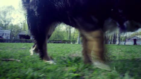 un perro con un palo en el parque de primavera