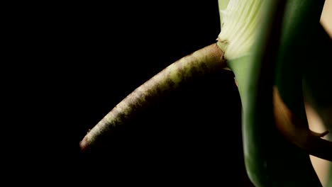 raíz corta y firme de una planta de monstera