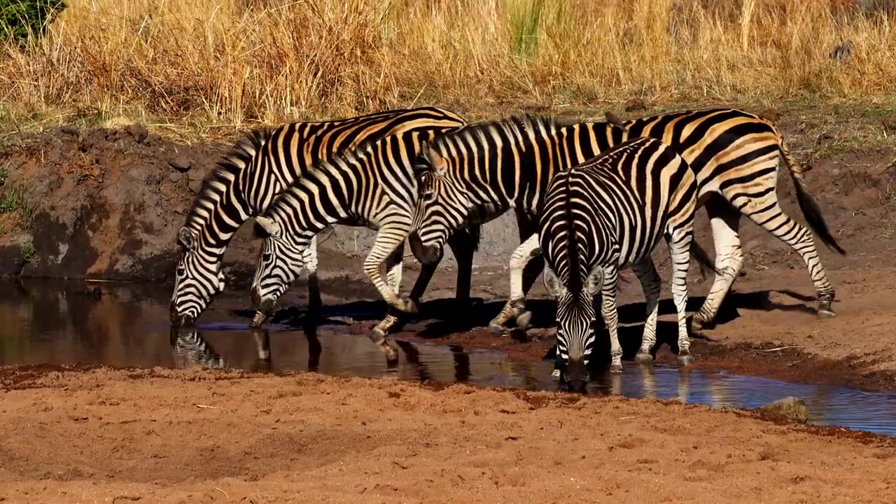 Zebrer (Equus quagga) går ned til åen for at slukke tørsten, teleoptagelse.