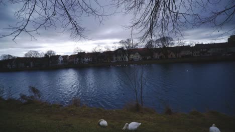 Zwei-Enten-Fressen-Im-Gras---Tübinger-Naturpark-Am-Flussufer-Mit-Wildtieren-In-4k