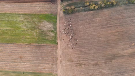 Vista-Aérea-De-Una-Manada-De-Ovejas,-Moviéndose-Sobre-Tierras-De-Cultivo-Desnudas,-Día-Soleado-De-Otoño---De-Arriba-Hacia-Abajo,-Disparo-De-Drones