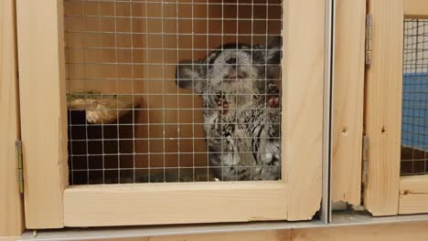 cute adult pet chinchilla in a wooden cage