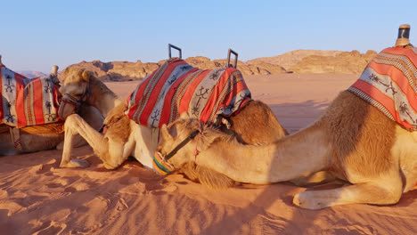 Close-up-of-camels-lying-on-sand-of-Wadi-Rum,-Jordan