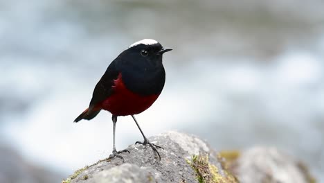 the white-capped redstart is known for its white lovely crown, dark blue-blackish wings and brown under feathers and its tail starts with red