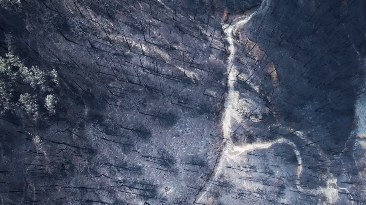 Ash covering burned pine forest, blackened trees on mountain destroyed by summer wildfires, extreme heat, global warming