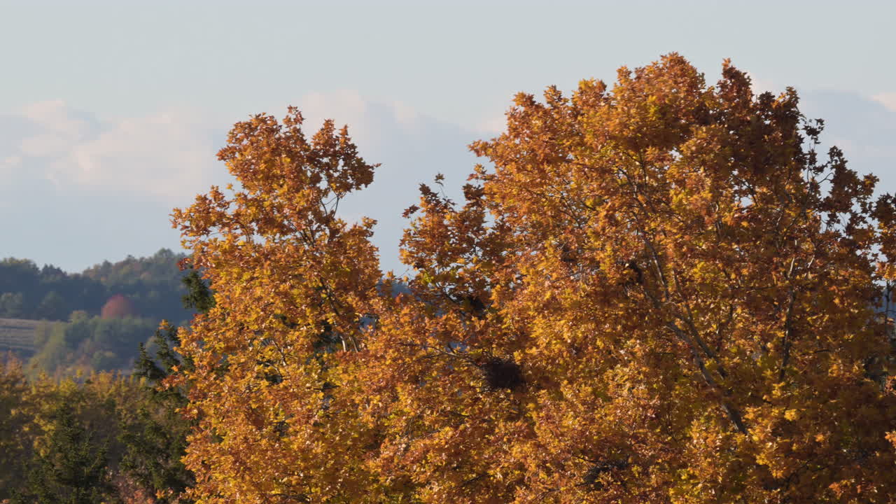 Bright orange autumn trees under clear sky