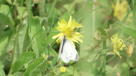 male cabbage white butterfly on a yellow flower in the garden near saitama, japan - close up