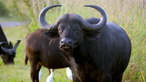 Face-on-shot-of-a-buffalo-and-its-calf-chewing-at-the-side-of-the-road