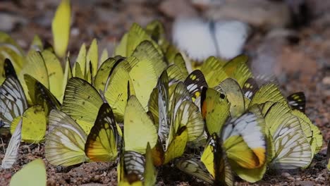 mariposas en lamer minerales: mariposas lamiendo minerales uno por uno mientras se agrupan en el suelo a primera hora de la mañana en el parque nacional kaeng krachan