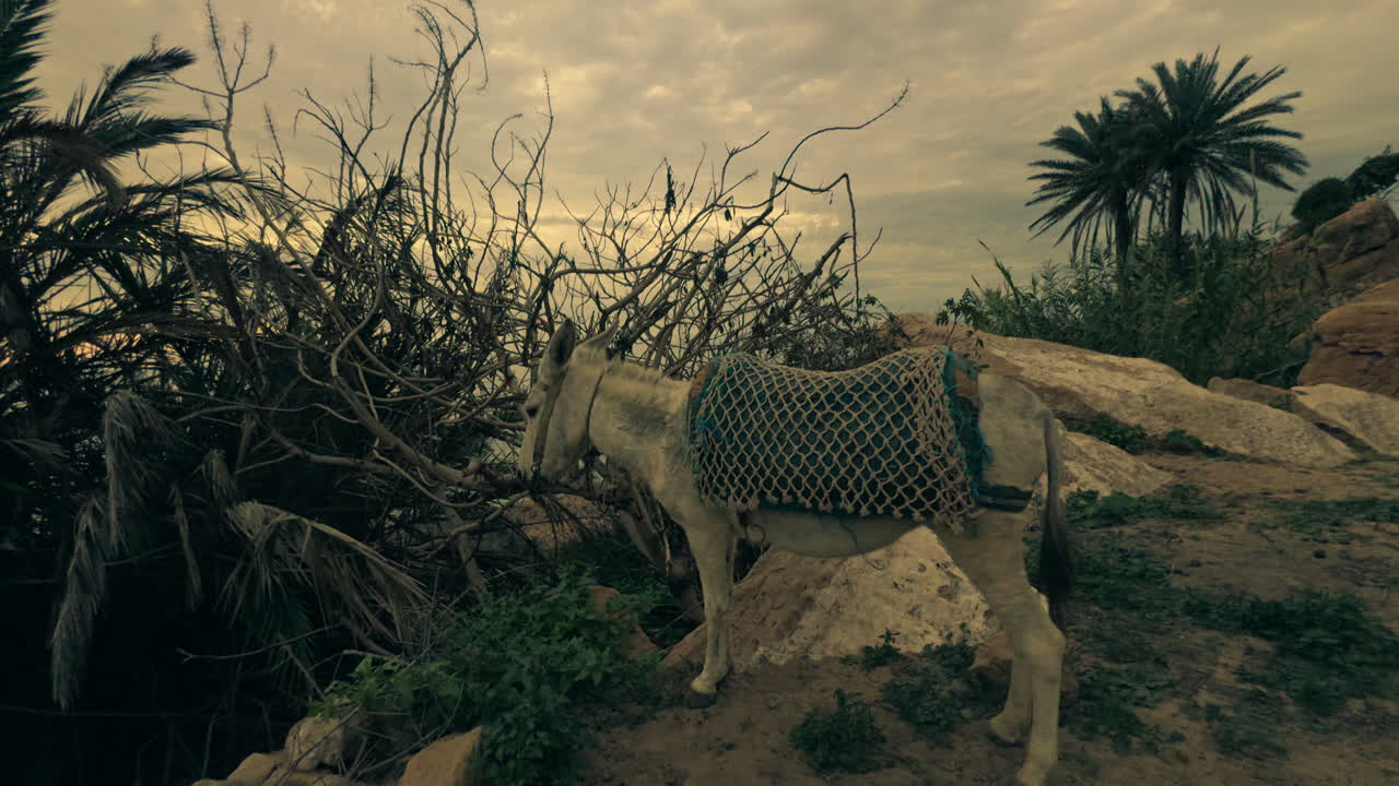 Donkey in a Desert Landscape at Sunrise or Sunset