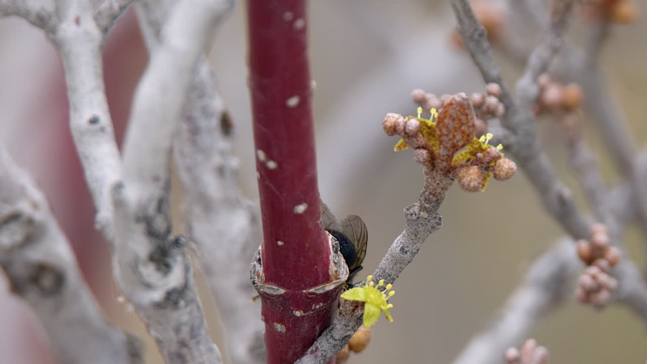 Macro: Bottle fly crawls off yellow shrub flower covered in pollen